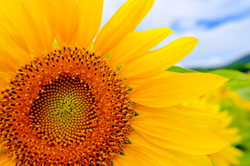 美しいひまわり畑