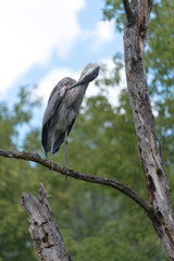 great blue heron (ardea herodias) preening