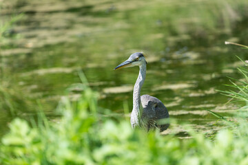 Obraz na płótnie Canvas great blue heron (ardea herodias) hunting beyond the grassy banks of a pond