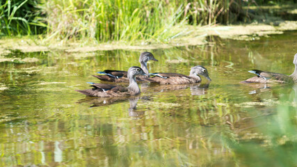 family of ducks