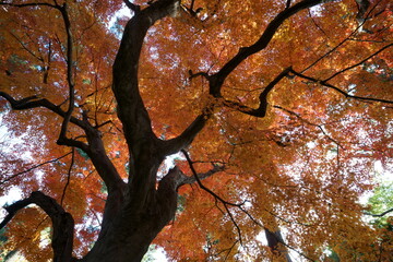 秋のカラフルなカエデなどの紅葉