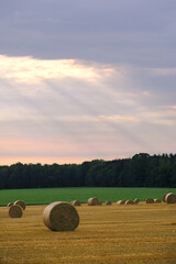 hay bales in the field
