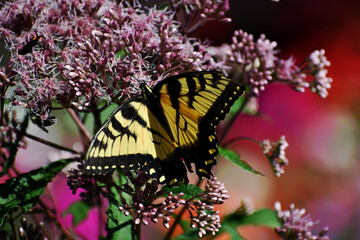 Tiger Swallowtail butterfly Papilio glaucus feeding on the nectar of a Joe Pye Weed Eutrochium purpureum in southern Michigan 