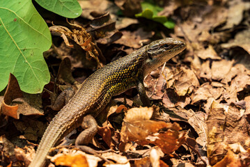 Small lizard sitting under an oak tree leaf, Peneda-Gerês National Park, Viana do Castelo district, Portugal