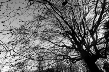 冬のほとんどの葉が落ちたアメリカスズカケノキ　-白黒-