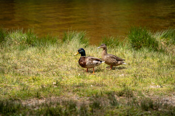 duck on the grass