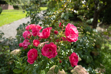 flowers in the garden