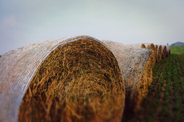 row of round hay bales