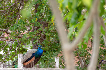 Pavão orgulhoso em cima do muro