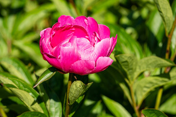close up of a beautiful pink peony flower blooming under the sun in the park