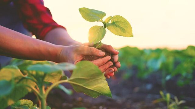 agriculture. farmer a hands are lowered plant cultivation plant. business ecology agriculture gardening concept. farmer hands are planting soil with a plant. eco agriculture concept at life sunset