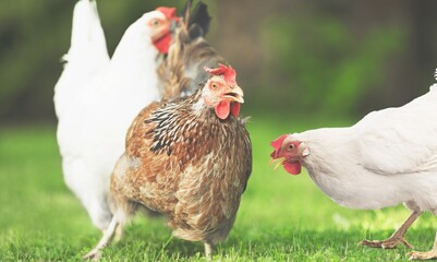 Chicken.