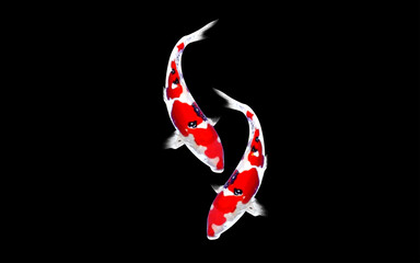 Obraz premium Two Beautiful Koi Fish Swimming in Clear Water