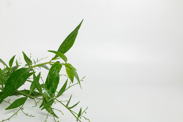 Andrographis paniculata herb plant on white background