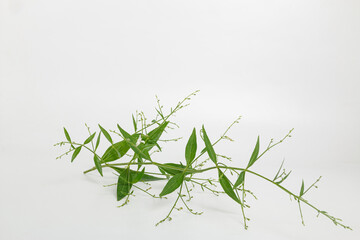 Andrographis paniculata herb plant on white background