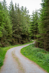 Obraz premium road in the woods