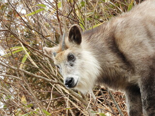 二ホンカモシカ