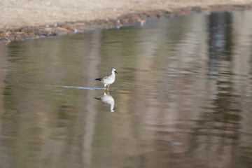 seagull in flight