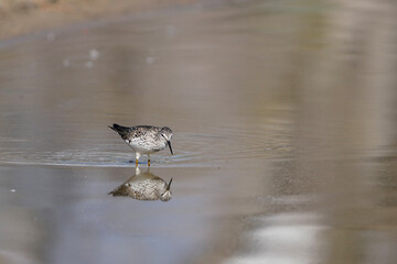 great crested grebe