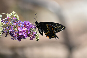 Black swallowtail butterfly
