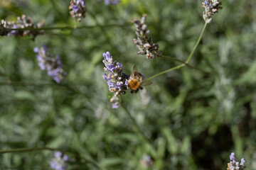 butterfly on flower