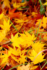 カエデの葉・秋のイメージ