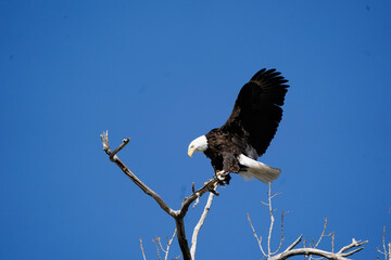 american bald eagle