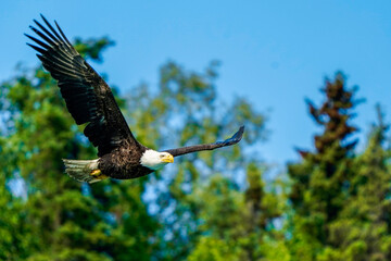 american bald eagle