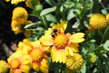 Maximilian sunflowers is yellow color and bloom time in mid summer to mid fall. They growing in full sun.