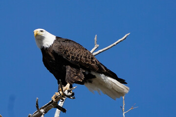 american bald eagle