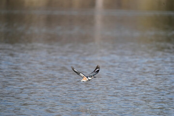 great crested grebe