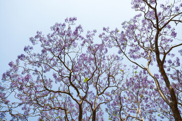 Jacaranda