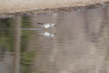 seagull in flight