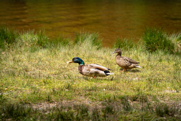 duck in the pond