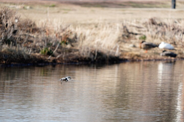 ducks on the river