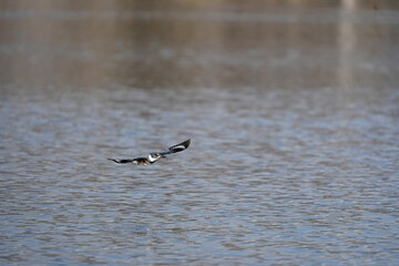 great crested grebe