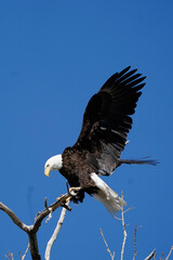 american bald eagle