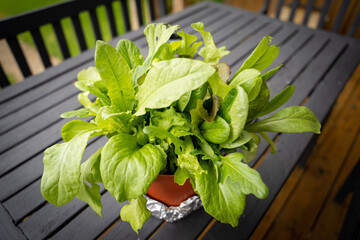 fresh spinach leaves