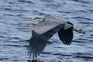 great blue heron