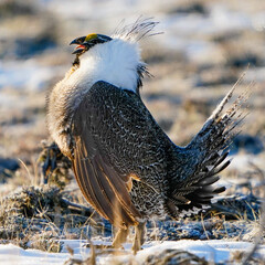 black tailed hawk
