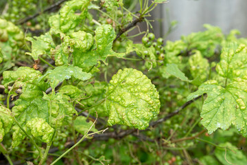 Diseases and pests of berry bushes . Gall Aphid on currants. Damaged leaves on a red currant