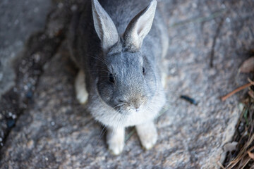 Fototapeta premium 広島県大久野島、欲しがるうさぎ。