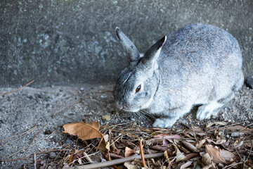 広島県大久野島、ウサギの硬直。