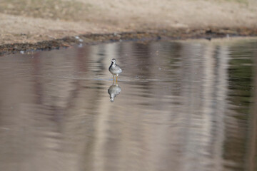 seagull in flight