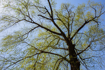 The waterfront city horizon in spring and the reflection of newly sprouted willow branches