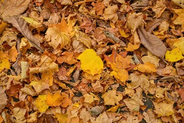 カラフルな落ち葉の絨毯の情景＠北海道