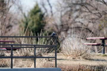 old bicycle in the forest