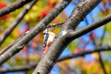 カラフルな紅葉をバックに一生懸命餌を探すアカゲラ＠北海道