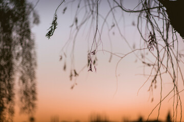 Obraz premium pordosol