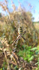 spider on a web
